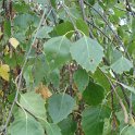 Betula pendula 'Youngii' feuille